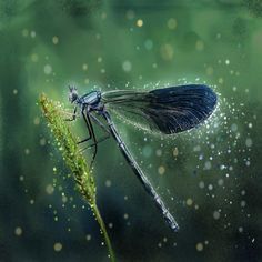 a blue dragonfly sitting on top of a green plant in the middle of water