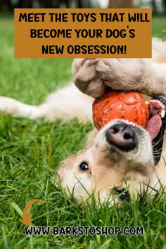 a dog laying in the grass with a ball in its mouth that says, meet the toys that will become your dog's new occasion