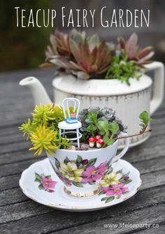 there is a tea cup and saucer with succulents in it