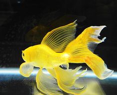 a goldfish swimming in an aquarium tank