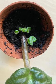 a potted plant with small green plants growing out of the ground in it's center