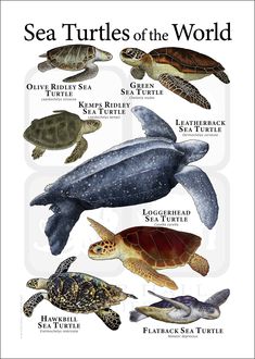 sea turtles of the world poster with their names in english and spanish on white background