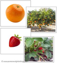 oranges and strawberries are shown in four different pictures, including an orange tree