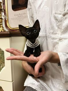 a person holding a small black kitten in their hand with pearls on it's collar