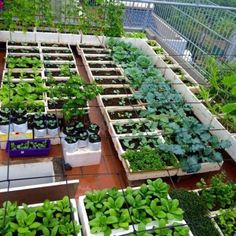 several rows of plants growing in plastic containers