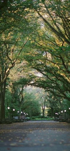 an empty park with lots of trees lining the walkway and benches on either side of the path