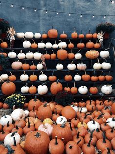 pumpkins and gourds are arranged on display