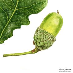 a watercolor painting of a green leaf and an acorn on a white background