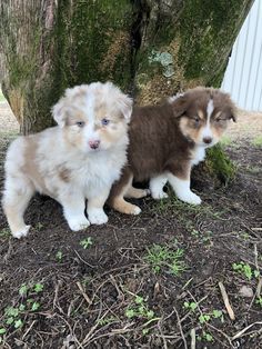 two puppies sitting next to each other in front of a tree and dirt ground