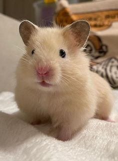 a small white hamster sitting on top of a bed