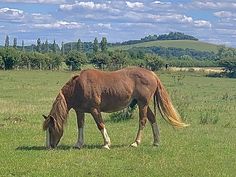 a brown horse eating grass in a field