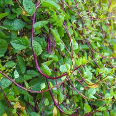 green leaves and vines are growing on the wall