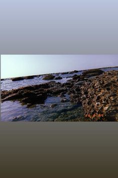 the water is crystal clear and there are rocks in the foreground with seaweed growing on them