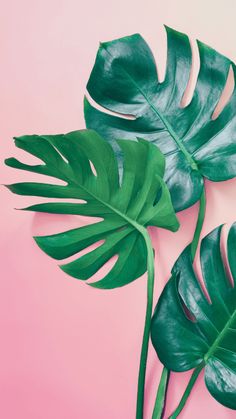 two green leaves on a pink background