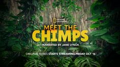 the title for meet the chimps, featuring an image of a jungle scene with trees and