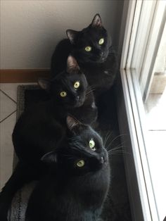 three black cats sitting next to each other on a window sill looking at the camera