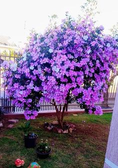 purple flowers are blooming on this tree in the yard