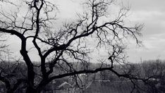 a black and white photo of a tree in front of a house with no leaves