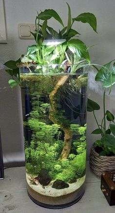 a fish tank filled with plants and water next to a computer monitor on a desk