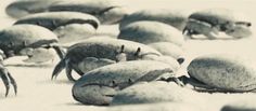 black and white photograph of crabs in the snow