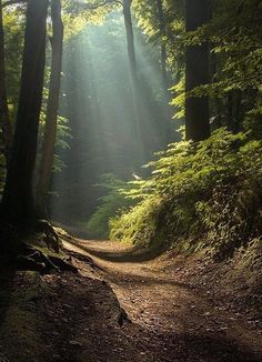 the sun shines through the trees in the forest, and it's light is shining