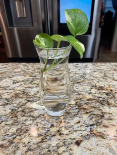 a glass vase filled with water and a green plant in it on a counter top