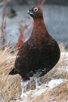 a brown and white bird standing on top of snow covered ground next to dry grass