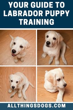 four pictures of a puppy with the words your guide to labrador puppy training