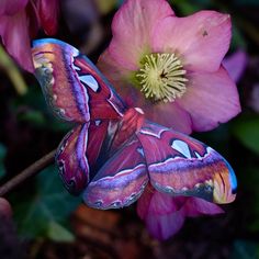 a purple butterfly sitting on top of a pink flower