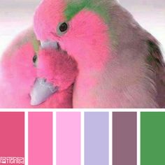 two pink birds with green and purple feathers sitting on top of each other in front of a color palette