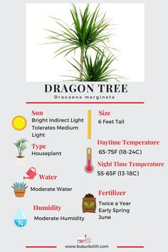 the dragon tree info sheet is shown