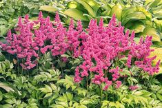 pink flowers are growing in the middle of green leaves and plants with yellow foliage behind them