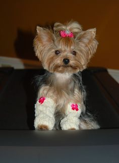 a small dog sitting on top of a black table with a pink bow in it's hair