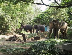 three elephants are walking around in the woods