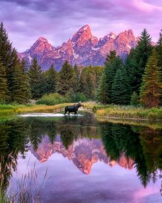 a moose standing in the middle of a lake with mountains in the background at sunset