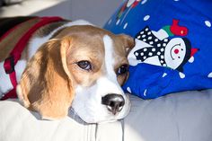 a brown and white dog laying on top of a couch next to a blue pillow