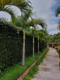 a man walking down a sidewalk next to tall palm trees