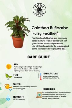 an info sheet describing the different types of plants