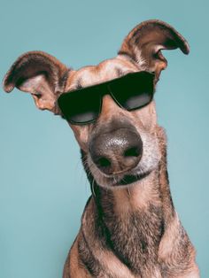 a dog wearing sunglasses and looking at the camera