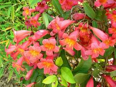 red and yellow flowers blooming on the branches of green leaves in an outdoor area