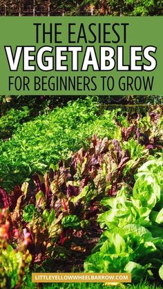 the best vegetables for beginners to grow