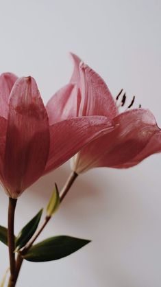 two pink flowers with green leaves in front of a white background