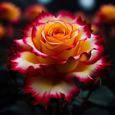 an orange and red rose with green leaves