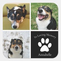 four different pictures of dogs with their paws on the ground and in loving memory stickers