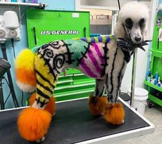 a poodle is dressed in colorful clothing and standing on top of a hairdresser's table