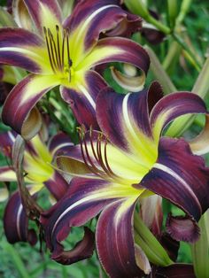 purple and yellow flowers with green leaves in the background