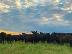 a herd of cattle standing on top of a lush green field under a cloudy sky