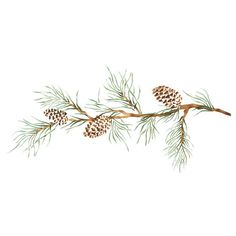 a branch with pine cones on it is shown in this drawing by artist, person