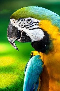 a blue and yellow parrot sitting on top of a lush green field