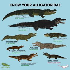 the alligators are all different sizes and colors